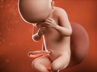 Feto de 30 semanas de embarazo Feto de 30 semanas de embarazo