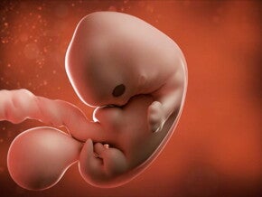 Feto de 7 semanas de embarazo Feto de 7 semanas de embarazo