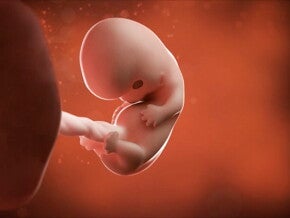 Feto de 8 semanas de embarazo Feto de 8 semanas de embarazo