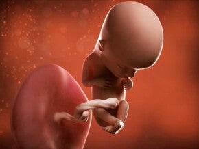 Feto de 13 semanas de embarazo Feto de 13 semanas de embarazo