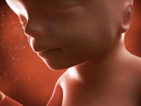 Feto de 17 semanas de embarazo Feto de 17 semanas de embarazo