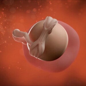 Feto de 5 semanas de embarazo