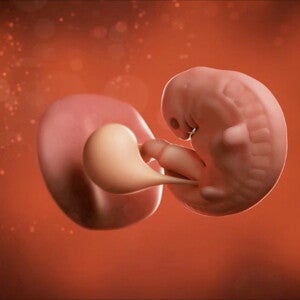 Feto de 6 semanas de embarazo