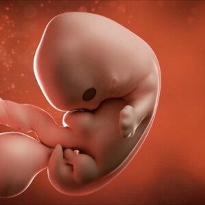 Feto de 7 semanas de embarazo