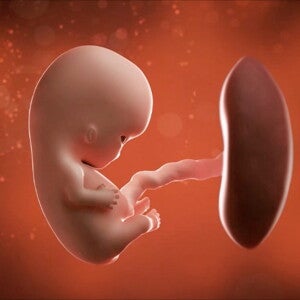 Feto de 9 semanas de embarazo