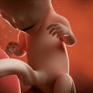Feto de 12 semanas de embarazo