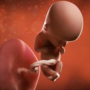 Feto de 13 semanas de embarazo