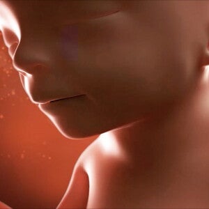 Feto de 17 semanas de embarazo
