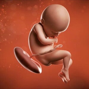 Feto de 36 semanas de embarazo